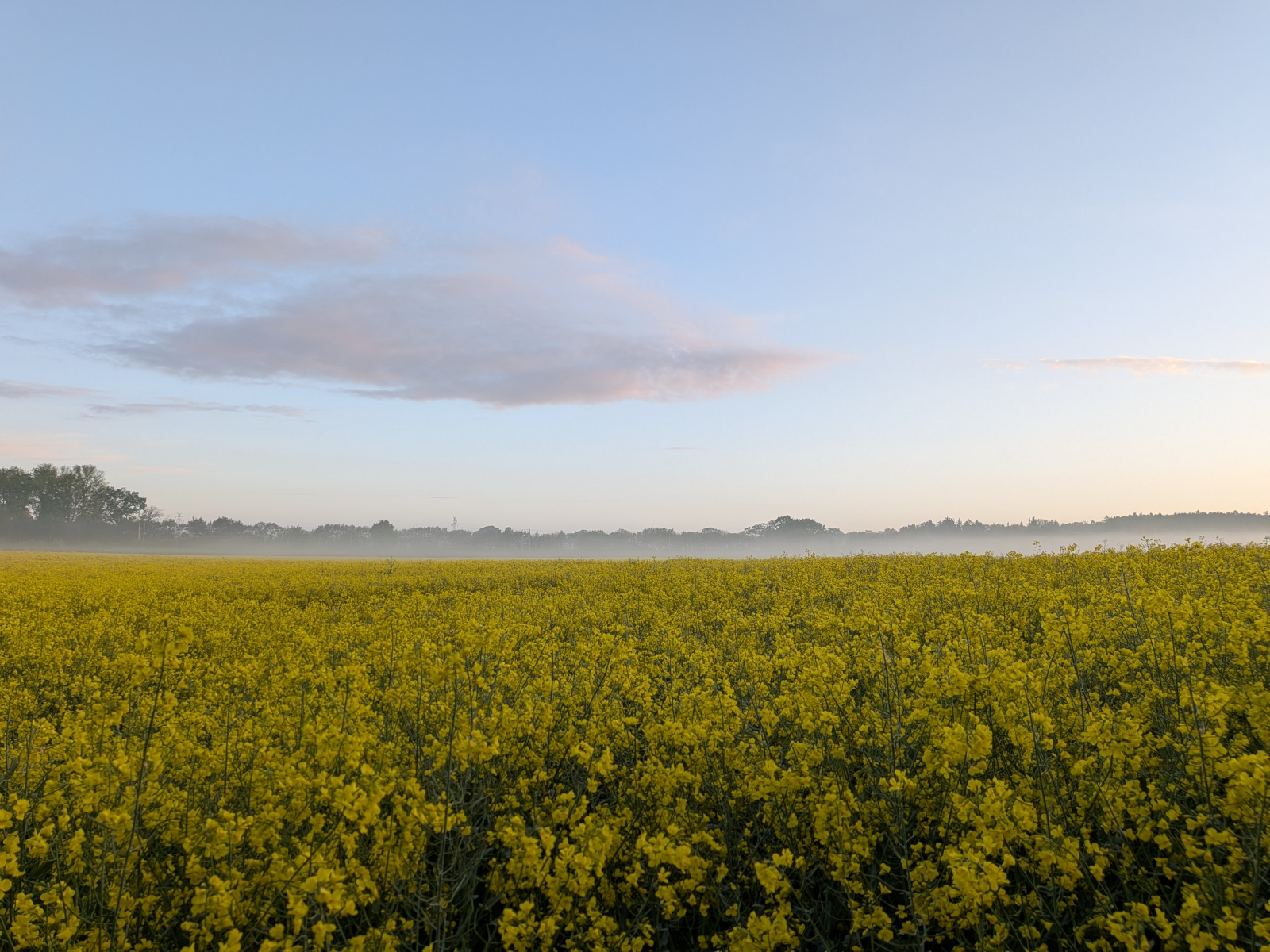 Abbildung 1: Rapsfeld im Morgennebel