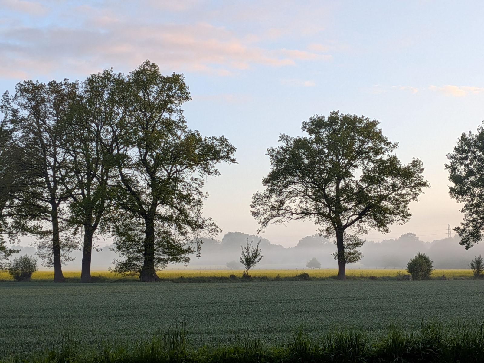 Abbildung 3: Feld im Morgennebel
